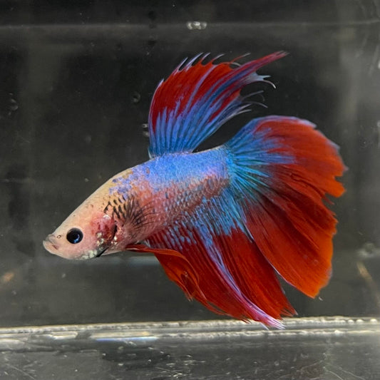 the-fish-farm Male Betta Male Betta - One Only - 12 Choose your favourite Male Betta from The Fish Farm Australia