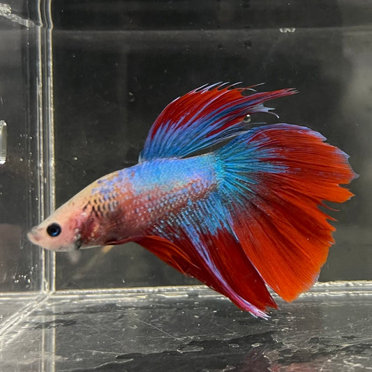 the-fish-farm Male Betta Male Betta - One Only - 12 Choose your favourite Male Betta from The Fish Farm Australia