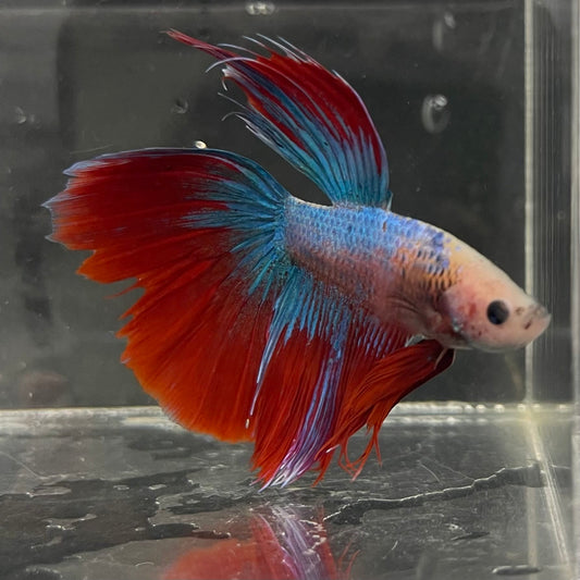 the-fish-farm Male Betta Male Betta - One Only - 12 Choose your favourite Male Betta from The Fish Farm Australia