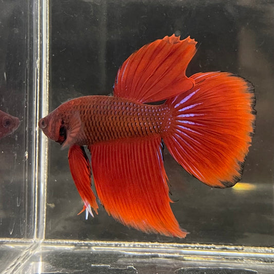 the-fish-farm Male Betta Male Betta - One Only - 12 Choose your favourite Male Betta from The Fish Farm Australia