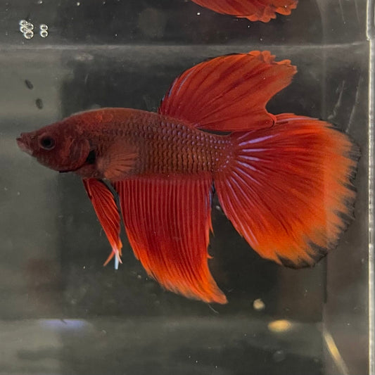 the-fish-farm Male Betta Male Betta - One Only - 12 Choose your favourite Male Betta from The Fish Farm Australia
