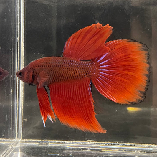 the-fish-farm Male Betta Male Betta - One Only - 12 Choose your favourite Male Betta from The Fish Farm Australia