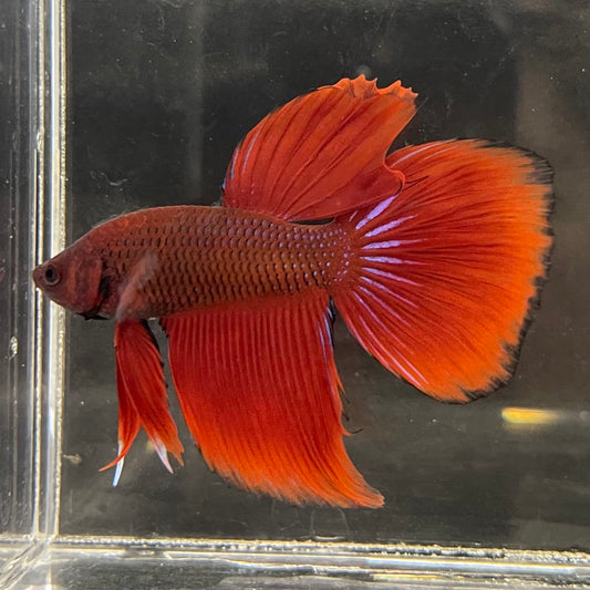 the-fish-farm Male Betta Male Betta - One Only - 12 Choose your favourite Male Betta from The Fish Farm Australia