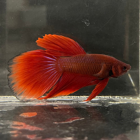 the-fish-farm Male Betta Male Betta - One Only - 12 Choose your favourite Male Betta from The Fish Farm Australia