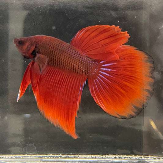 the-fish-farm Male Betta Male Betta - One Only - 12 Choose your favourite Male Betta from The Fish Farm Australia