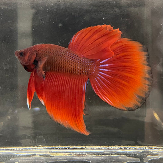 the-fish-farm Male Betta Male Betta - One Only - 12 Choose your favourite Male Betta from The Fish Farm Australia