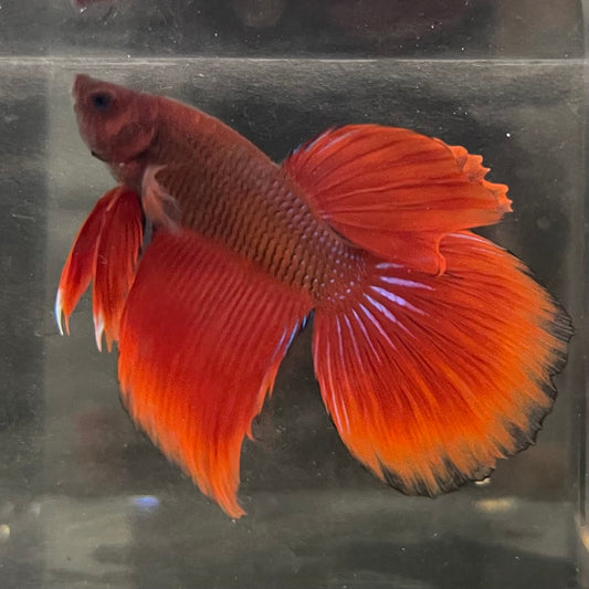 the-fish-farm Male Betta Male Betta - One Only - 12 Choose your favourite Male Betta from The Fish Farm Australia