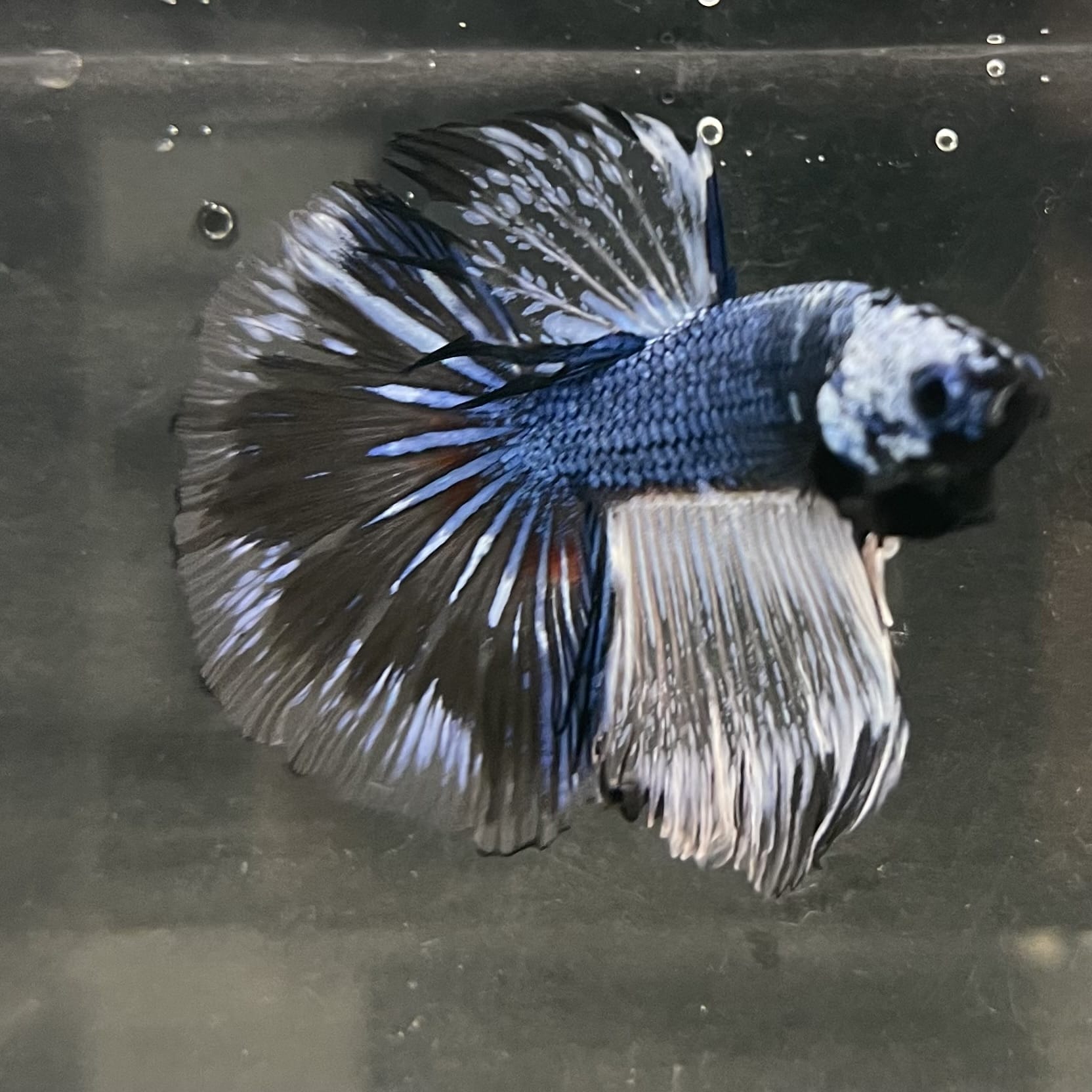 the-fish-farm Male Betta Male Betta - One Only - 12 Choose your favourite Male Betta from The Fish Farm Australia