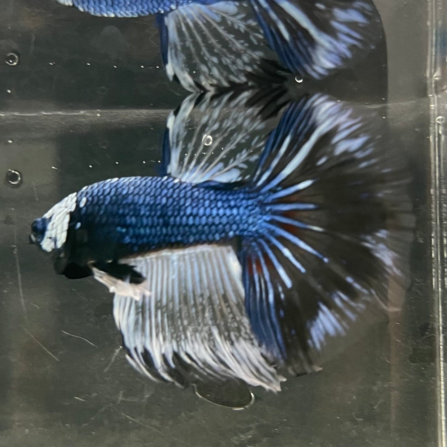 the-fish-farm Male Betta Male Betta - One Only - 12 Choose your favourite Male Betta from The Fish Farm Australia