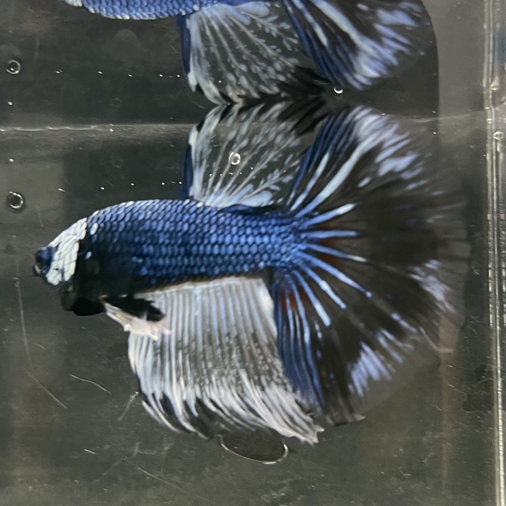 the-fish-farm Male Betta Male Betta - One Only - 12 Choose your favourite Male Betta from The Fish Farm Australia