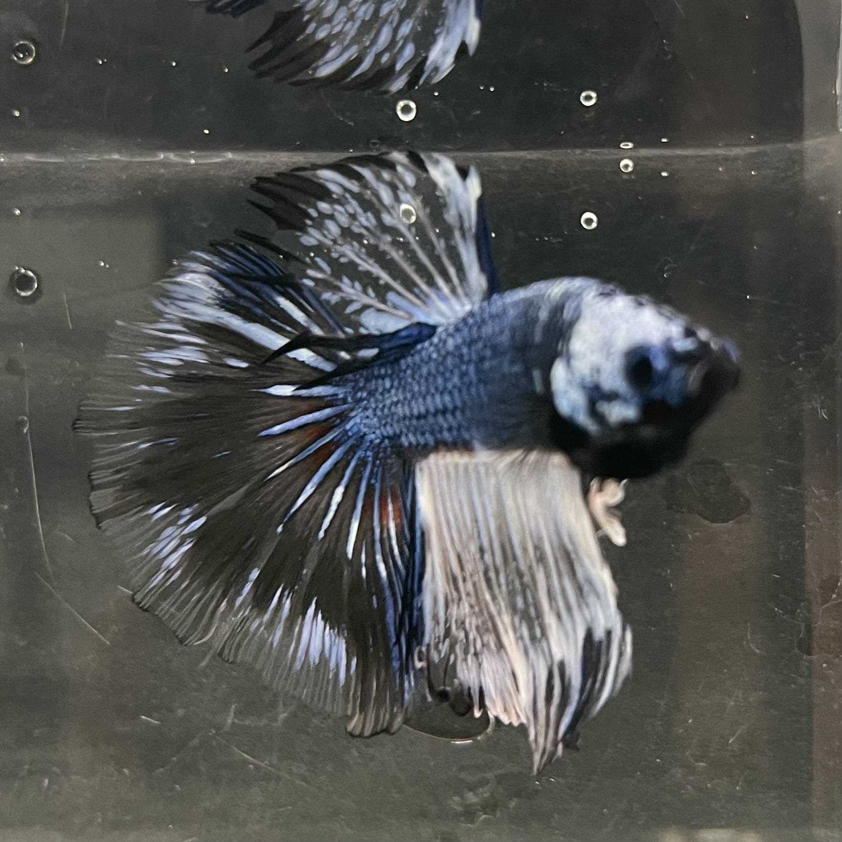 the-fish-farm Male Betta Male Betta - One Only - 12 Choose your favourite Male Betta from The Fish Farm Australia