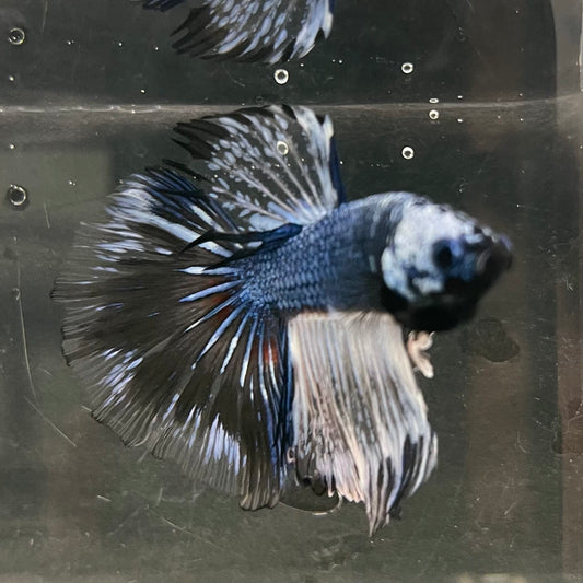 the-fish-farm Male Betta Male Betta - One Only - 12 Choose your favourite Male Betta from The Fish Farm Australia