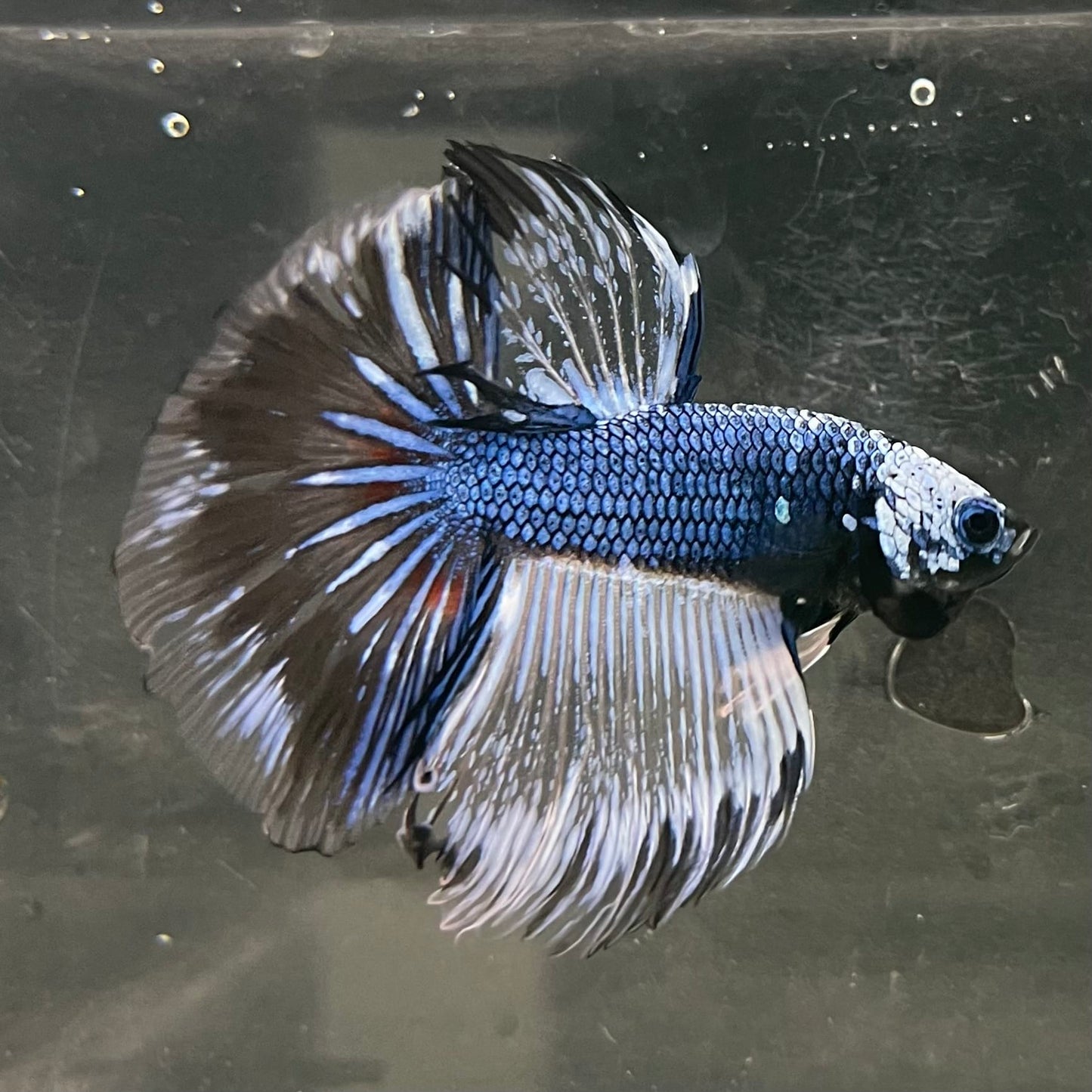 the-fish-farm Male Betta Male Betta - One Only - 12 Choose your favourite Male Betta from The Fish Farm Australia