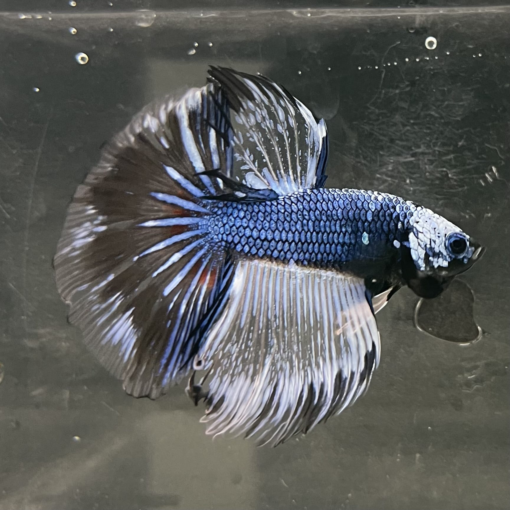 the-fish-farm Male Betta Male Betta - One Only - 12 Choose your favourite Male Betta from The Fish Farm Australia