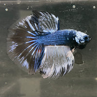 the-fish-farm Male Betta Male Betta - One Only - 12 Choose your favourite Male Betta from The Fish Farm Australia