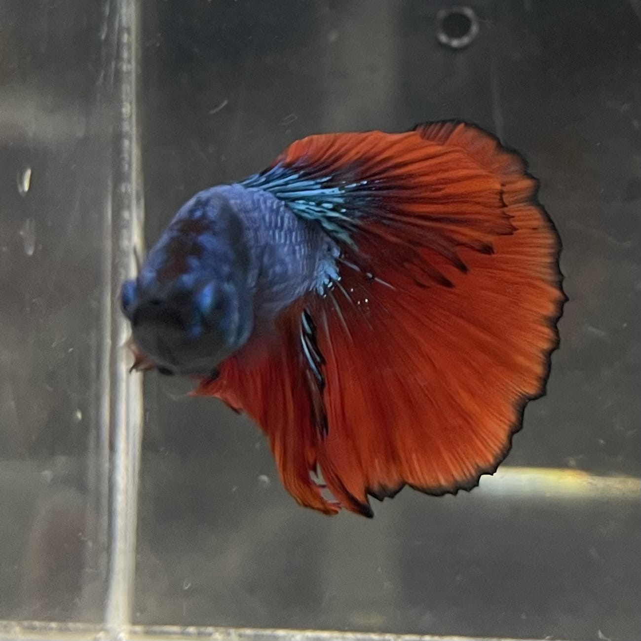 the-fish-farm Male Betta Male Betta - One Only - 12 Choose your favourite Male Betta from The Fish Farm Australia