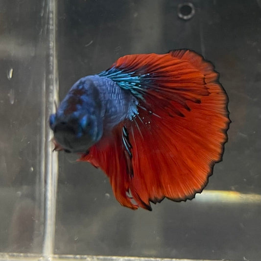 the-fish-farm Male Betta Male Betta - One Only - 12 Choose your favourite Male Betta from The Fish Farm Australia