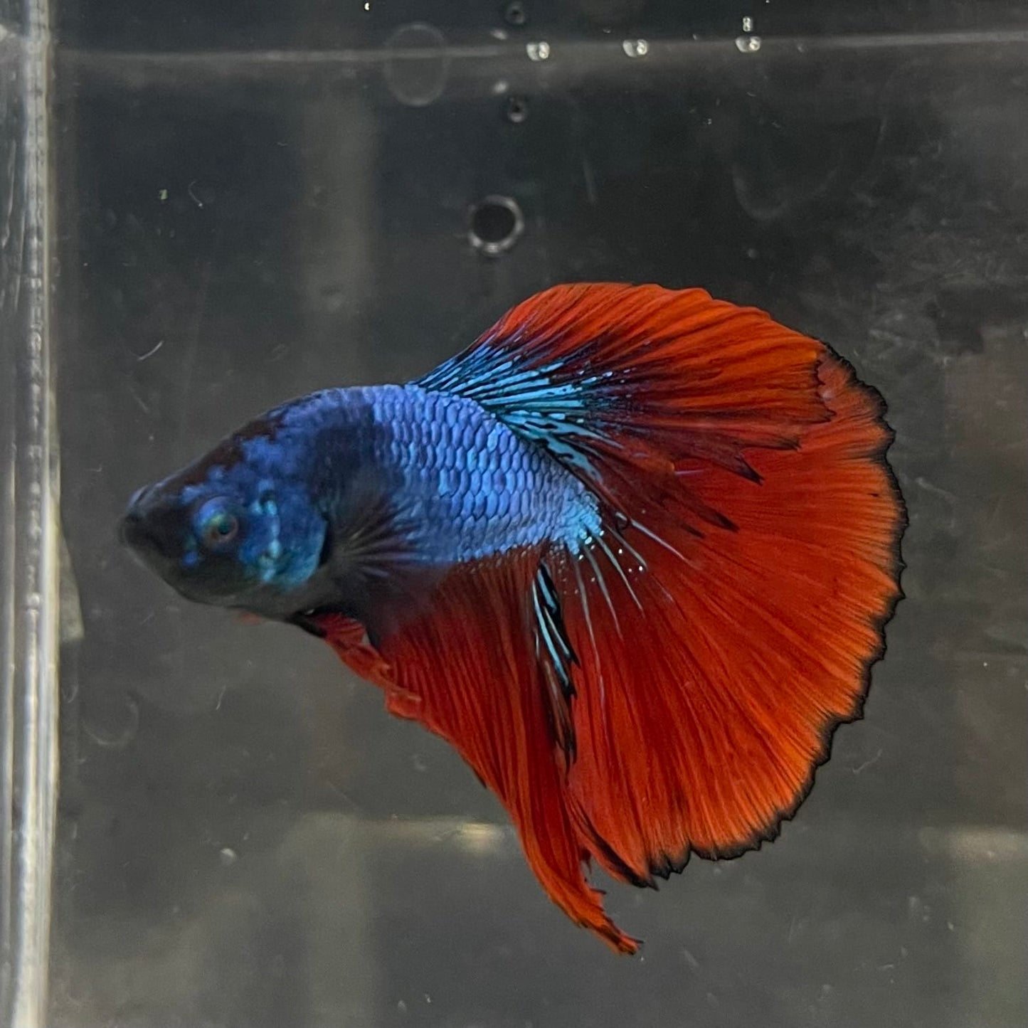 the-fish-farm Male Betta Male Betta - One Only - 12 Choose your favourite Male Betta from The Fish Farm Australia