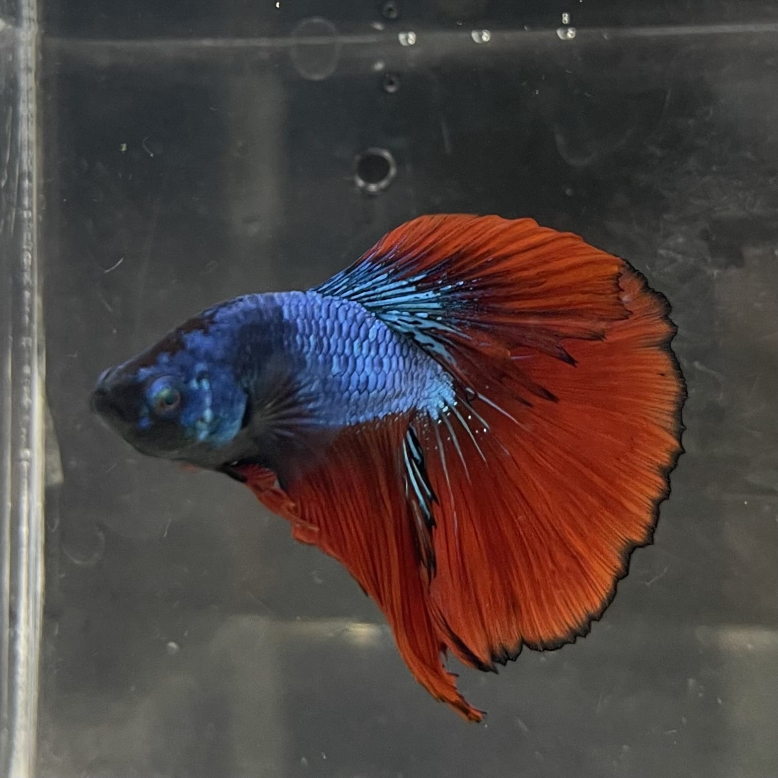 the-fish-farm Male Betta Male Betta - One Only - 12 Choose your favourite Male Betta from The Fish Farm Australia