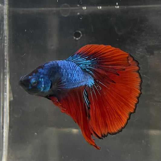 the-fish-farm Male Betta Male Betta - One Only - 12 Choose your favourite Male Betta from The Fish Farm Australia