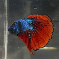 the-fish-farm Male Betta Male Betta - One Only - 12 Choose your favourite Male Betta from The Fish Farm Australia