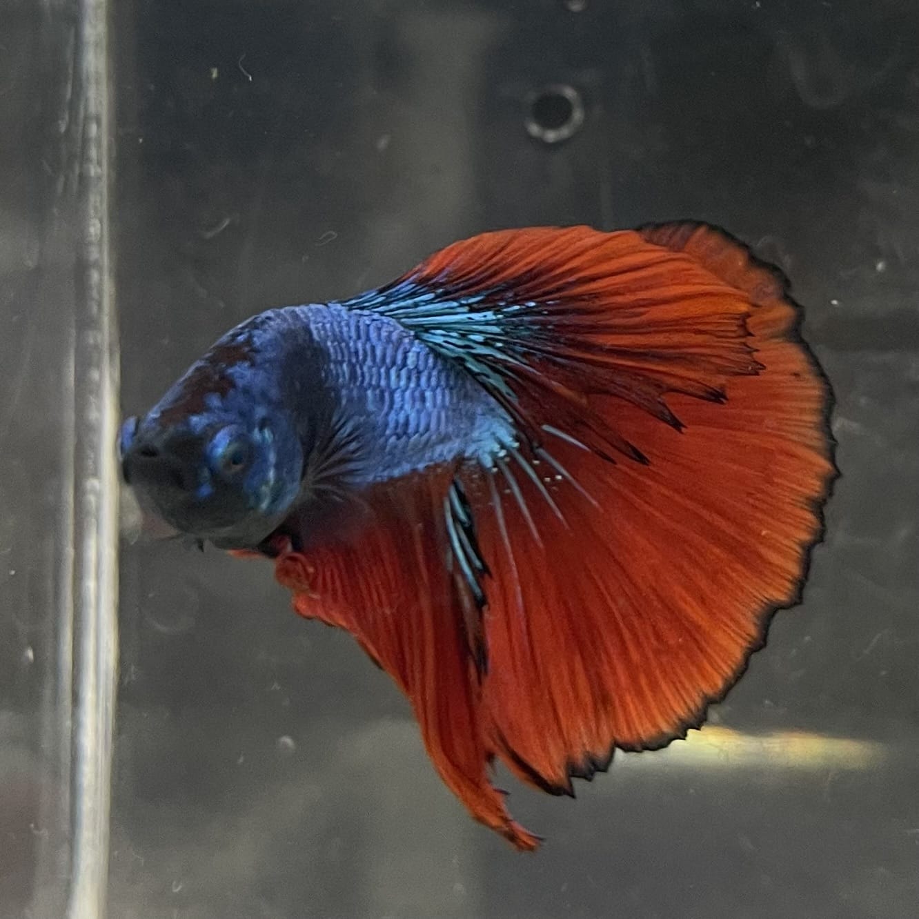 the-fish-farm Male Betta Male Betta - One Only - 12 Choose your favourite Male Betta from The Fish Farm Australia