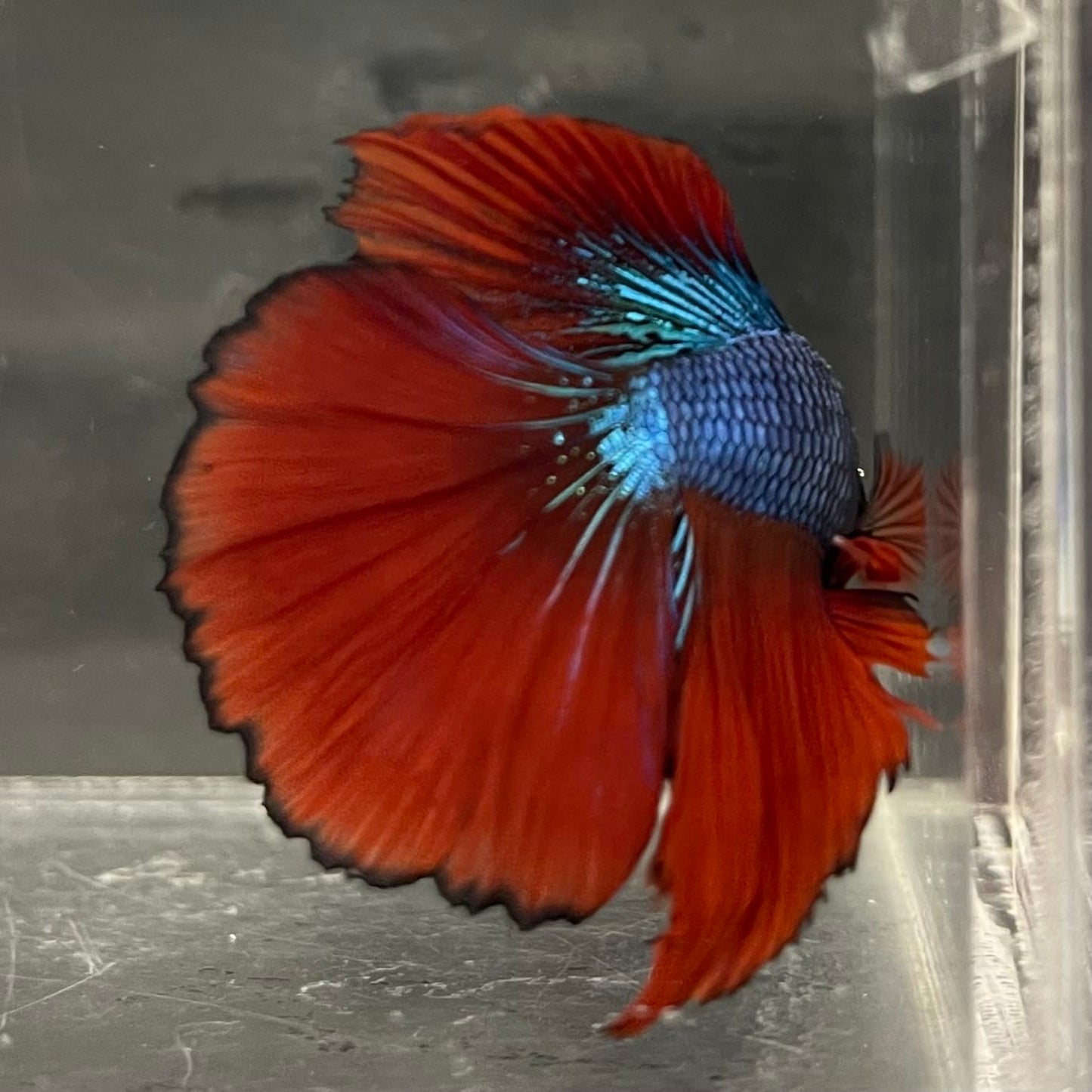 the-fish-farm Male Betta Male Betta - One Only - 12 Choose your favourite Male Betta from The Fish Farm Australia