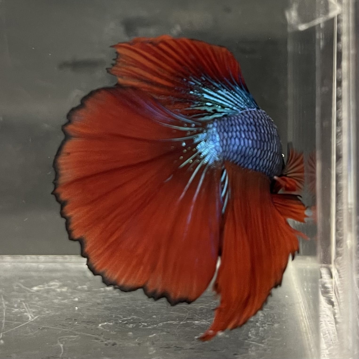 the-fish-farm Male Betta Male Betta - One Only - 12 Choose your favourite Male Betta from The Fish Farm Australia