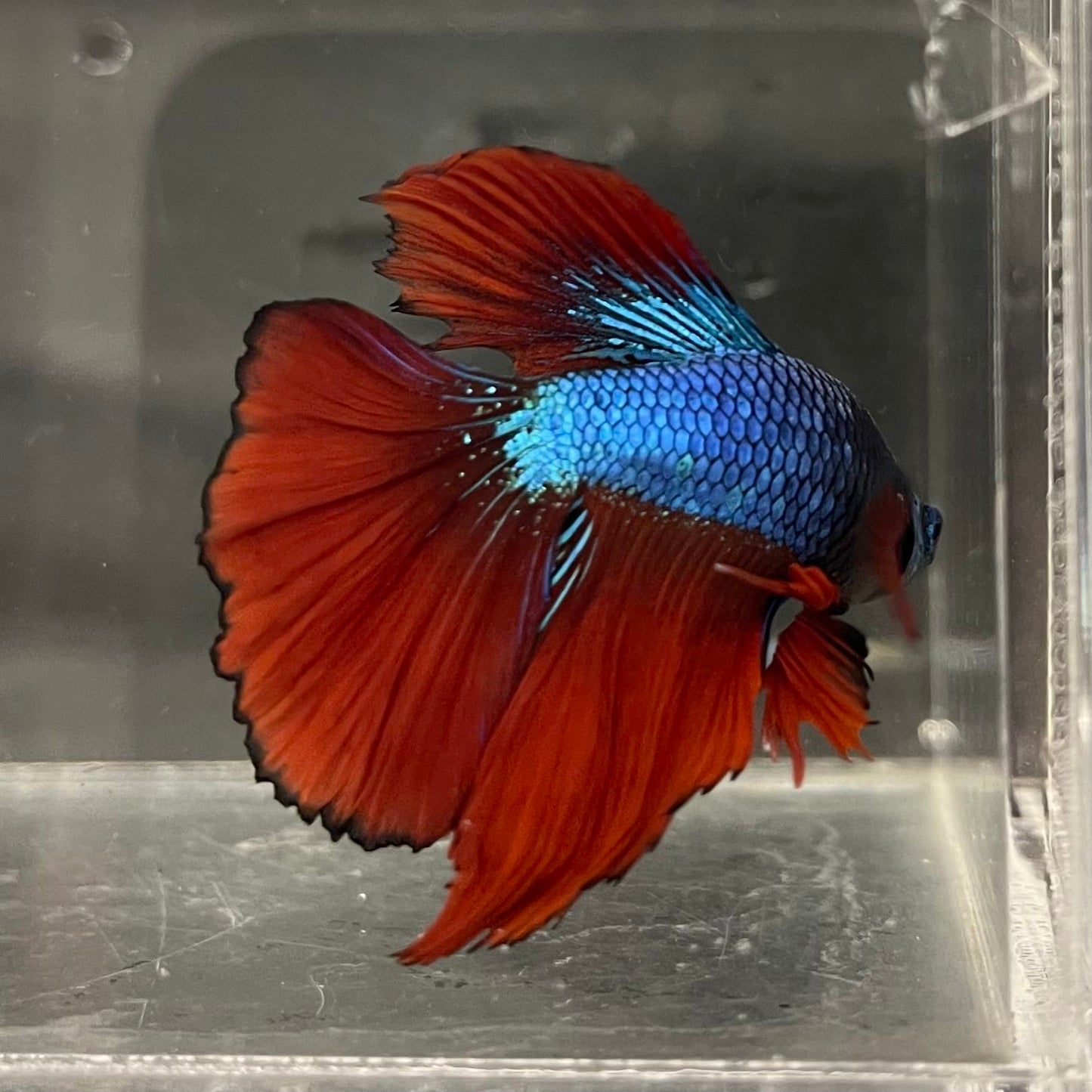 the-fish-farm Male Betta Male Betta - One Only - 12 Choose your favourite Male Betta from The Fish Farm Australia