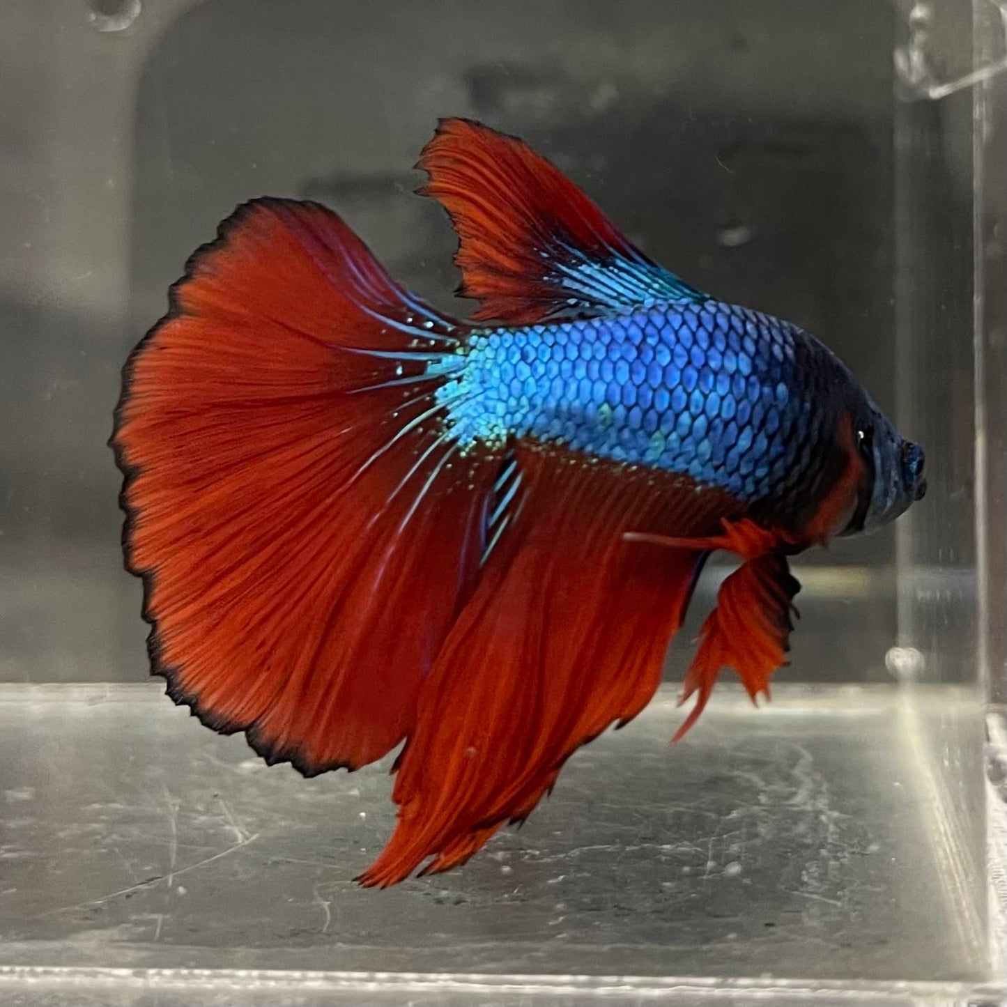 the-fish-farm Male Betta Male Betta - One Only - 12 Choose your favourite Male Betta from The Fish Farm Australia