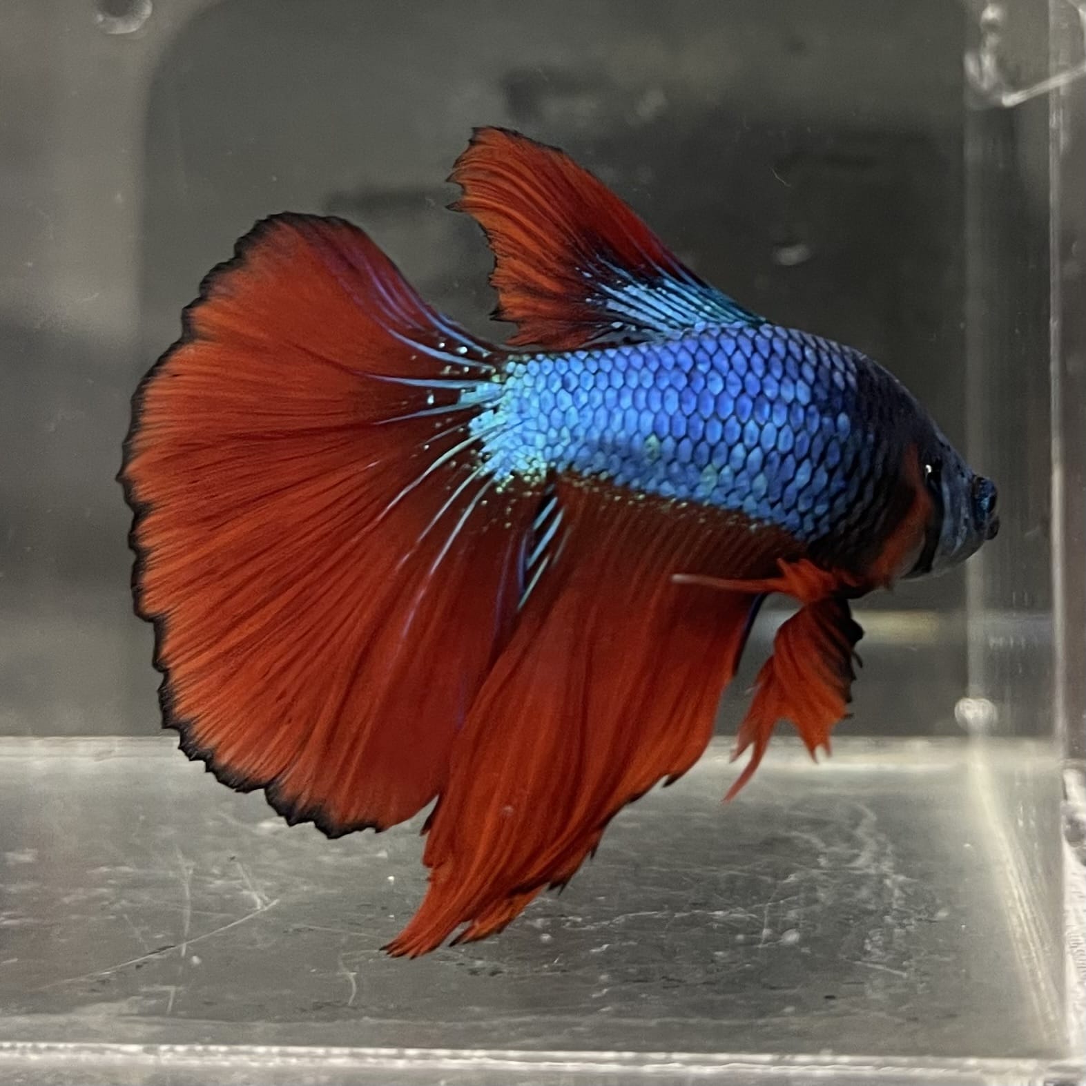 the-fish-farm Male Betta Male Betta - One Only - 12 Choose your favourite Male Betta from The Fish Farm Australia