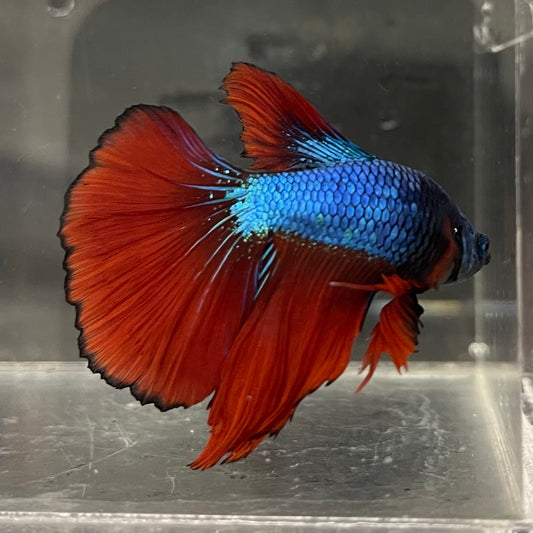 the-fish-farm Male Betta Male Betta - One Only - 12 Choose your favourite Male Betta from The Fish Farm Australia