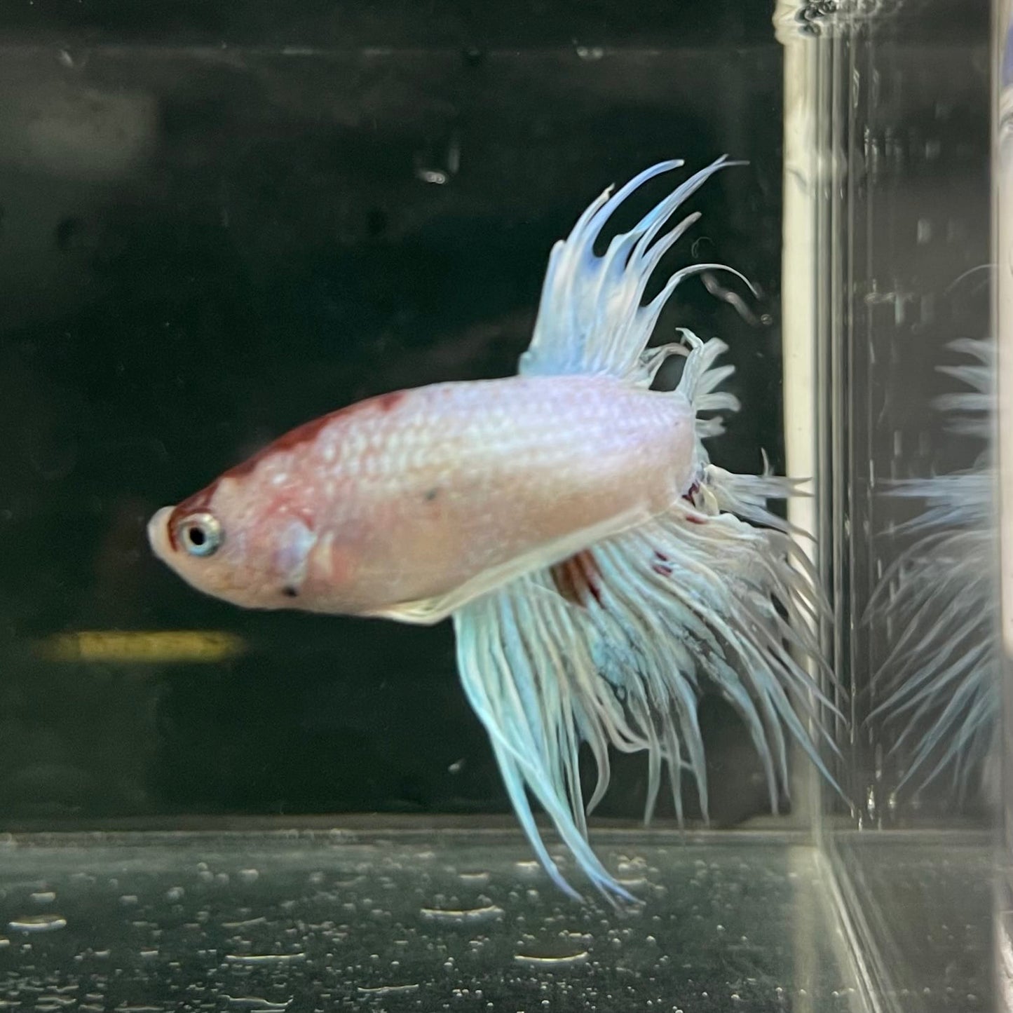 the-fish-farm Male Betta Male Betta - One Only - 12 Choose your favourite Male Betta from The Fish Farm Australia