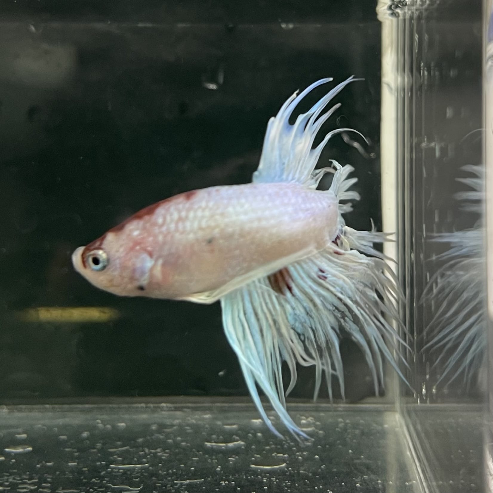 the-fish-farm Male Betta Male Betta - One Only - 12 Choose your favourite Male Betta from The Fish Farm Australia