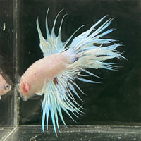 the-fish-farm Male Betta Male Betta - One Only - 12 Choose your favourite Male Betta from The Fish Farm Australia