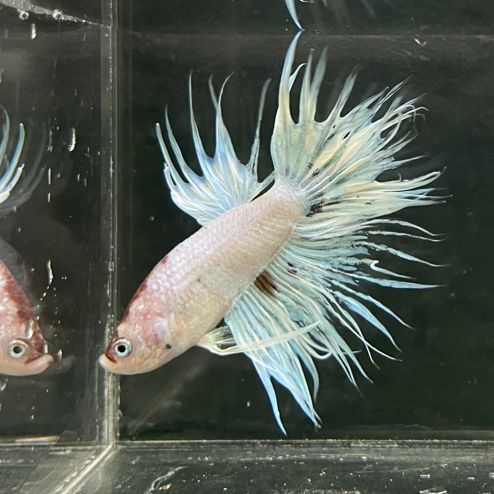 the-fish-farm Male Betta Male Betta - One Only - 12 Choose your favourite Male Betta from The Fish Farm Australia