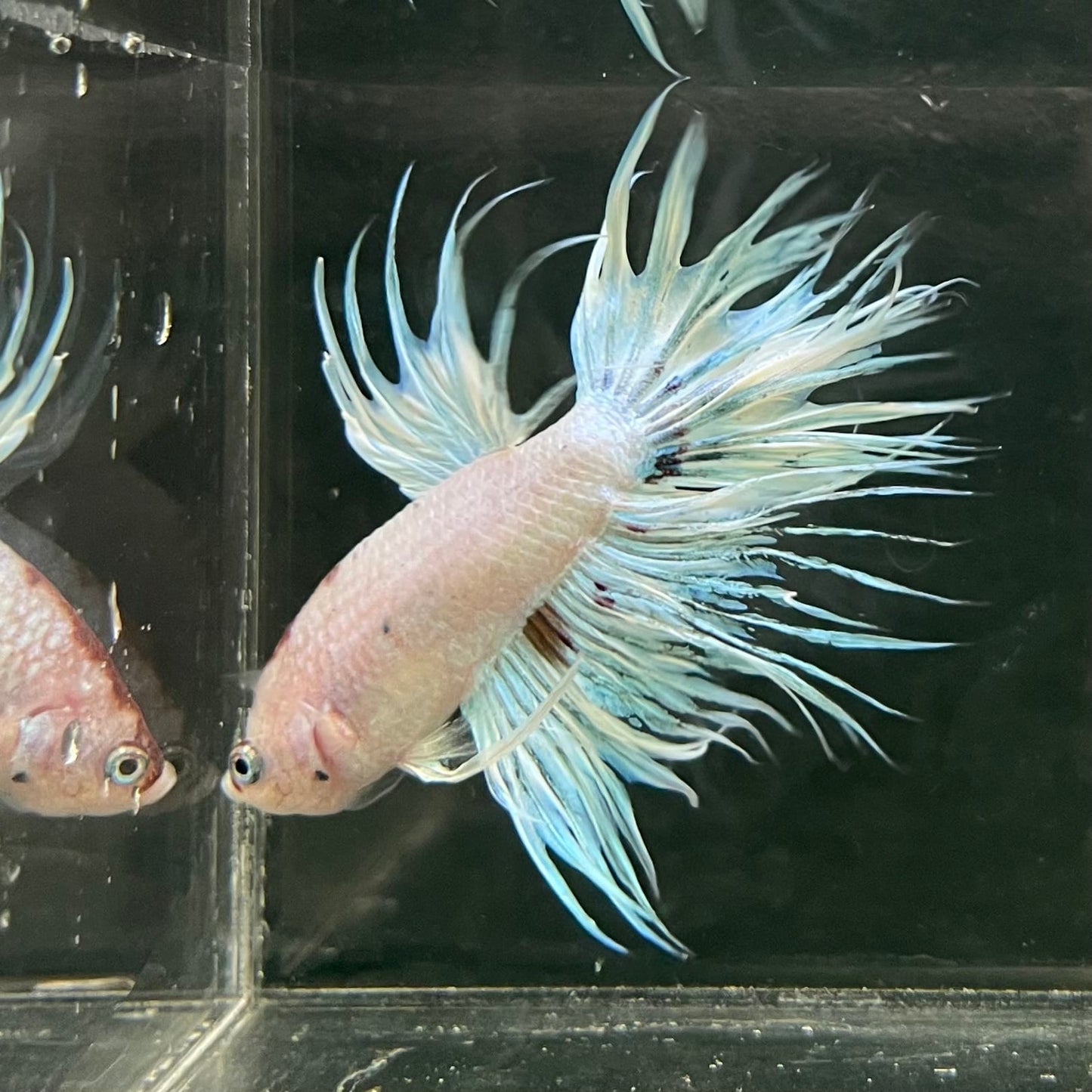 the-fish-farm Male Betta Male Betta - One Only - 12 Choose your favourite Male Betta from The Fish Farm Australia