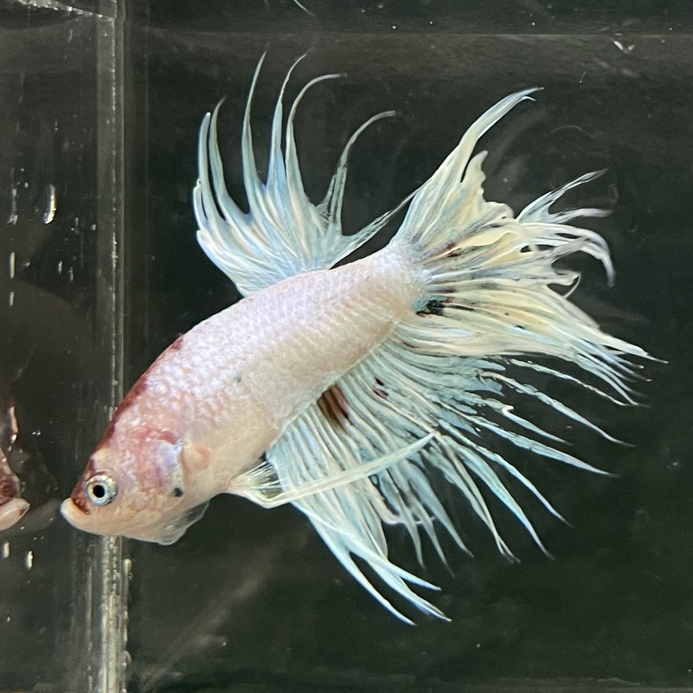 the-fish-farm Male Betta Male Betta - One Only - 12 Choose your favourite Male Betta from The Fish Farm Australia