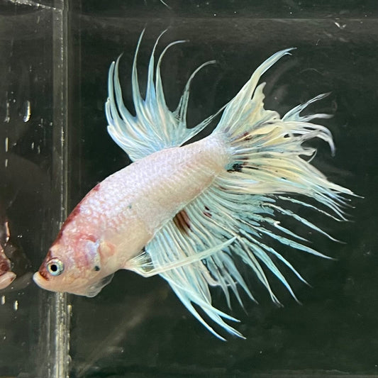 the-fish-farm Male Betta Male Betta - One Only - 12 Choose your favourite Male Betta from The Fish Farm Australia