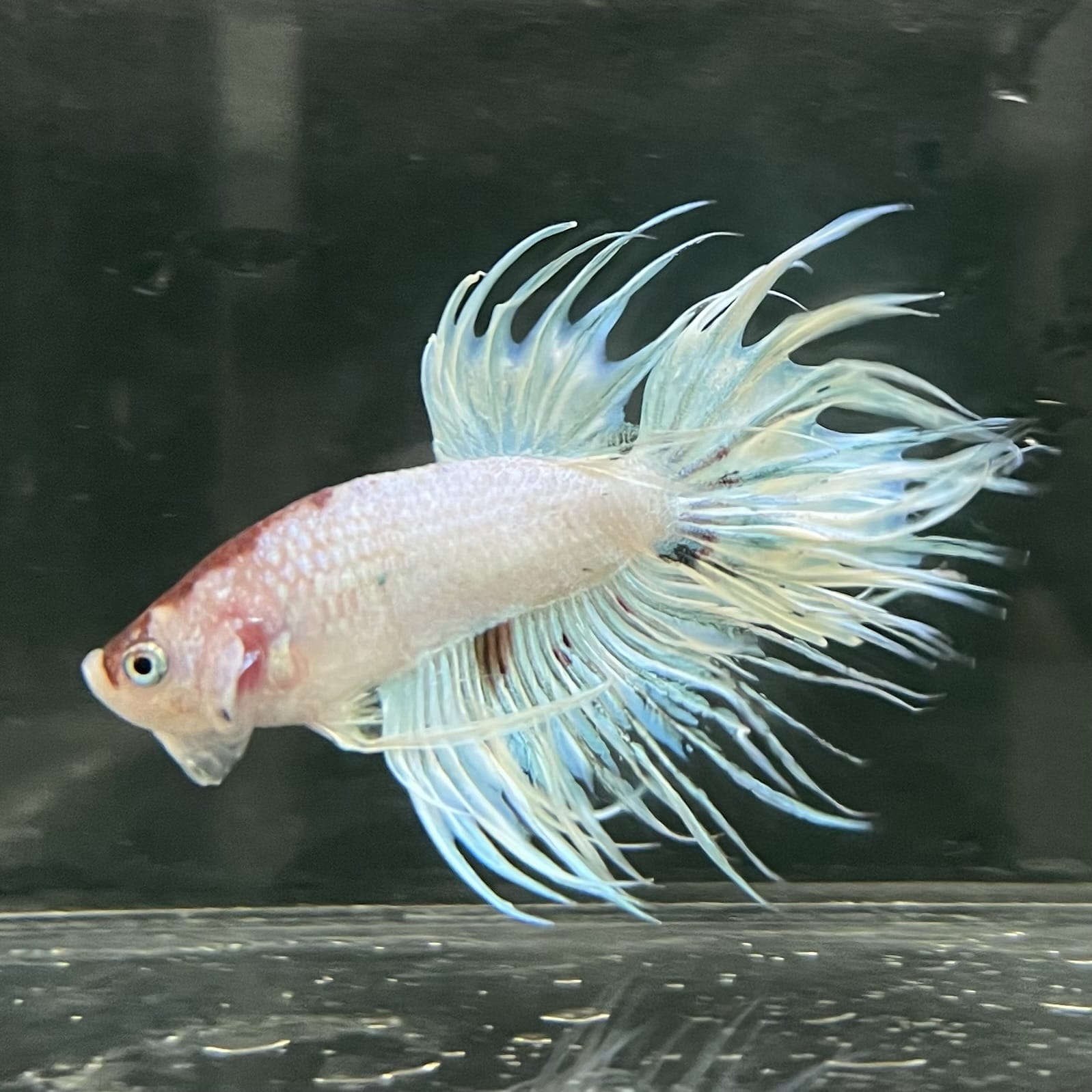 the-fish-farm Male Betta Male Betta - One Only - 12 Choose your favourite Male Betta from The Fish Farm Australia