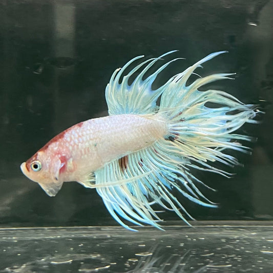 the-fish-farm Male Betta Male Betta - One Only - 12 Choose your favourite Male Betta from The Fish Farm Australia