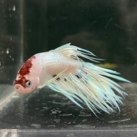 the-fish-farm Male Betta Male Betta - One Only - 12 Choose your favourite Male Betta from The Fish Farm Australia