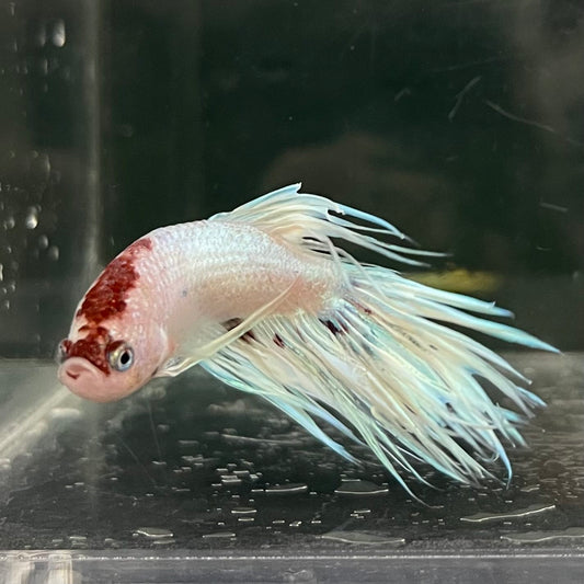 the-fish-farm Male Betta Male Betta - One Only - 12 Choose your favourite Male Betta from The Fish Farm Australia