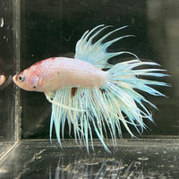 the-fish-farm Male Betta Male Betta - One Only - 12 Choose your favourite Male Betta from The Fish Farm Australia