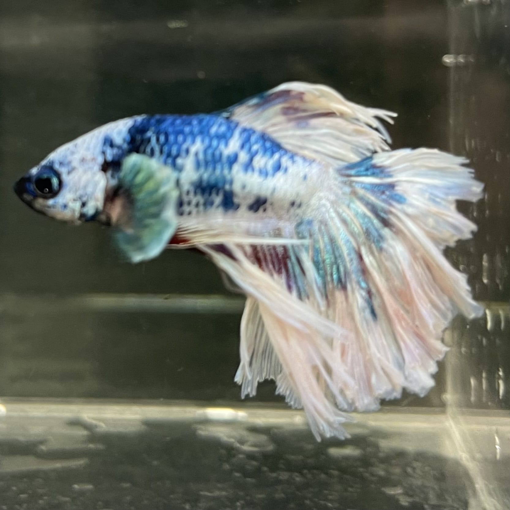 the-fish-farm Male Betta Male Betta - One Only - 12 Choose your favourite Male Betta from The Fish Farm Australia