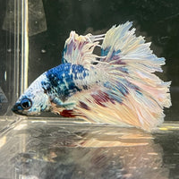 the-fish-farm Male Betta Male Betta - One Only - 12 Choose your favourite Male Betta from The Fish Farm Australia