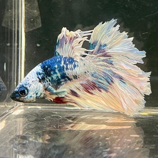 the-fish-farm Male Betta Male Betta - One Only - 12 Choose your favourite Male Betta from The Fish Farm Australia