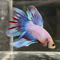 the-fish-farm Male Betta Male Betta - One Only - 12 Choose your favourite Male Betta from The Fish Farm Australia