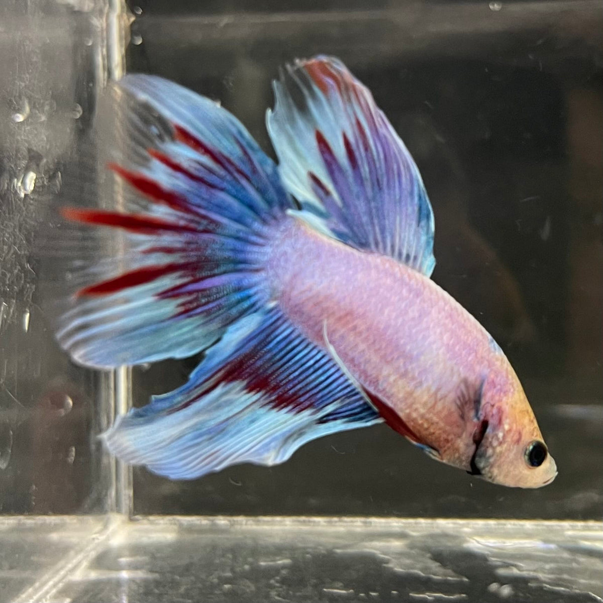 the-fish-farm Male Betta Male Betta - One Only - 12 Choose your favourite Male Betta from The Fish Farm Australia