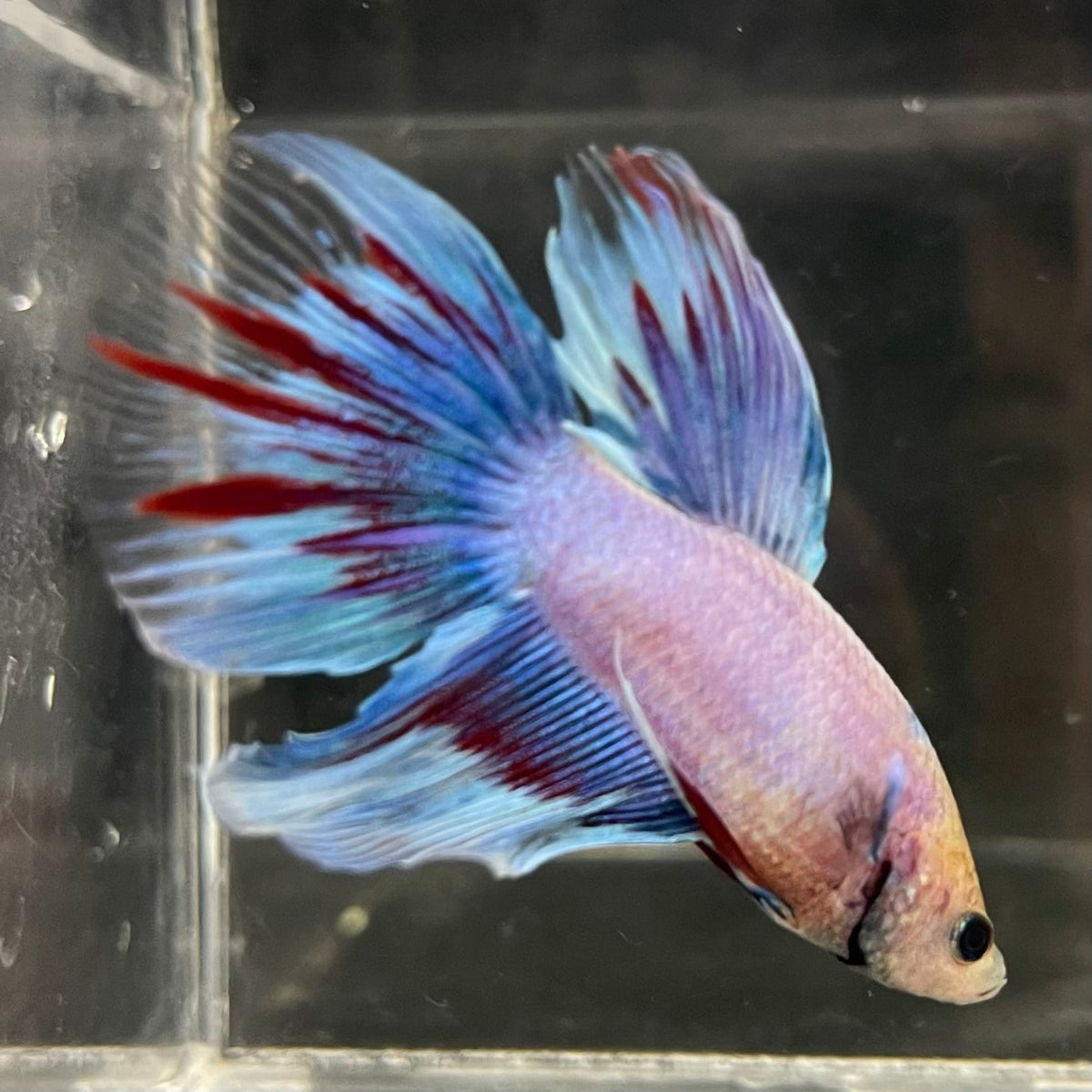 the-fish-farm Male Betta Male Betta - One Only - 12 Choose your favourite Male Betta from The Fish Farm Australia
